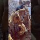 Playing #dog #funny #animals