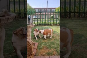 Playtime!😁 #dog #play #pets #animals #cute #paws #growl #teeth #brothers #puppy #grass #taylorswift