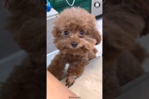 Poodle 🐩 What Makes Poodles Ideal for Beginners?