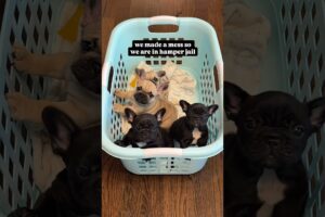 Potato Jail! 😭 We Made A Mess… #dog #puppy #cute #puppies #dogs