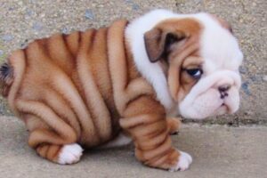 Puppies Are The CUTEST in the World 🤣 New FUNNY PUPPIES 2025