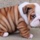 Puppies Are The CUTEST in the World 🤣 New FUNNY PUPPIES 2025