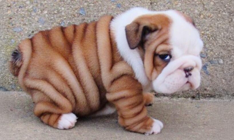 Puppies Are The CUTEST in the World 🤣 New FUNNY PUPPIES 2025