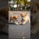 Puppies Funny Playing Video #puppy #cute #pets #funny #dog #viral #shorts