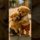 Puppy Ne Apne Bhai Ko School Bheja🥲🥲Cute Puppy Sad Story #24 #hindikahanian #shortsfeed #shorts