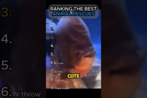 RANKING THE BEST ANIMAL RESCUES