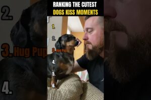 RANKING THE CUTEST DOGS KISS MOMENTS 🐶💋 | Heart Melting!