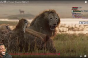 RDC Reacts To The Craziest Animal Fights! (Hilarious)