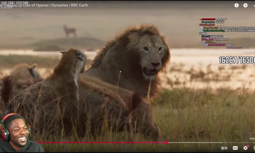 RDC Reacts To The Craziest Animal Fights! (Hilarious)