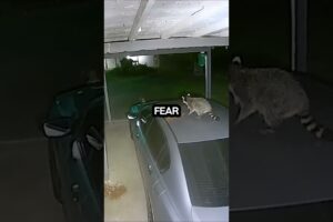 Raccoon And Cat Fight. Animal Documentary