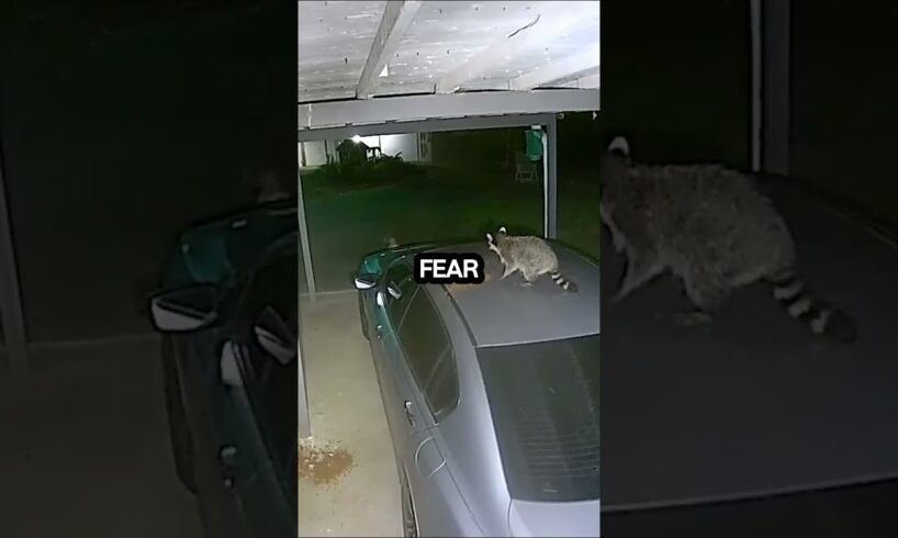 Raccoon And Cat Fight. Animal Documentary