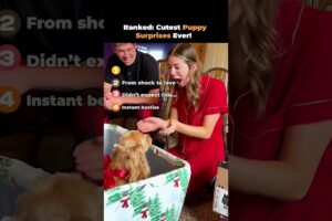 Ranked- Cutest Puppy Surprises Ever!