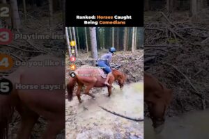 Ranked- Horses Caught Being Comedians 🤣🐴