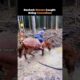 Ranked- Horses Caught Being Comedians 🤣🐴
