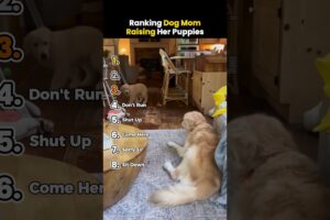 Ranking Dog Mom Raising Her Puppies #shorts