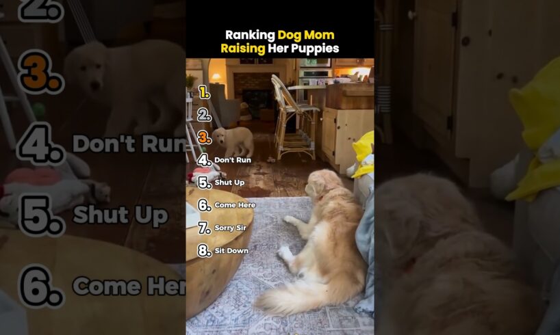 Ranking Dog Mom Raising Her Puppies #shorts