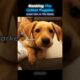 Ranking The Cutest Puppies!
