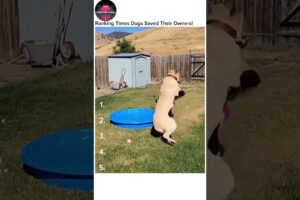 Ranking Times Dogs Saved Their Owners! 🐶❤️ Unbelievable Moments 🔥 Best #dogsaveslife #rankingshorts
