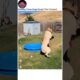 Ranking Times Dogs Saved Their Owners! 🐶❤️ Unbelievable Moments 🔥 Best #dogsaveslife #rankingshorts