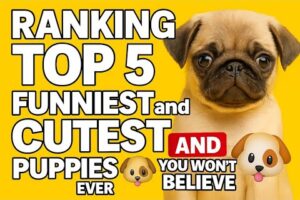 Ranking Top 5 Funniest and Cutest Puppies Ever 🐶 You Won’t Believe