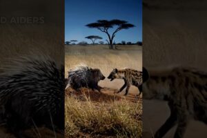 Reckless Hyena Attacks Baby Porcupine — But the Mother Fights Back! #survival #animals