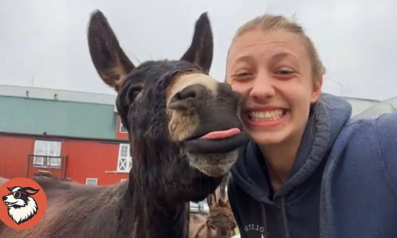 Rescue Donkey Loves Greeting Everyone Who Walks By His Farm