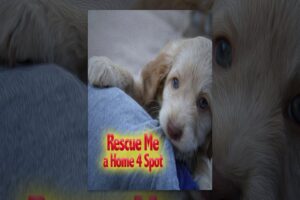 Rescue Me: A Home 4 Spot
