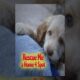 Rescue Me: A Home 4 Spot