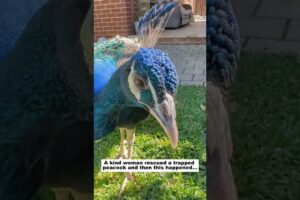 Rescue a Peacock #lovestory #animals #wildliferescue #cute #wildlife#birds #peacock #animalrescue