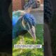 Rescue a Peacock #lovestory #animals #wildliferescue #cute #wildlife#birds #peacock #animalrescue