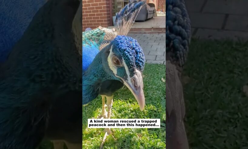 Rescue a Peacock #lovestory #animals #wildliferescue #cute #wildlife#birds #peacock #animalrescue