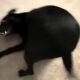 Rescue dog's unusual behavior stuns woman