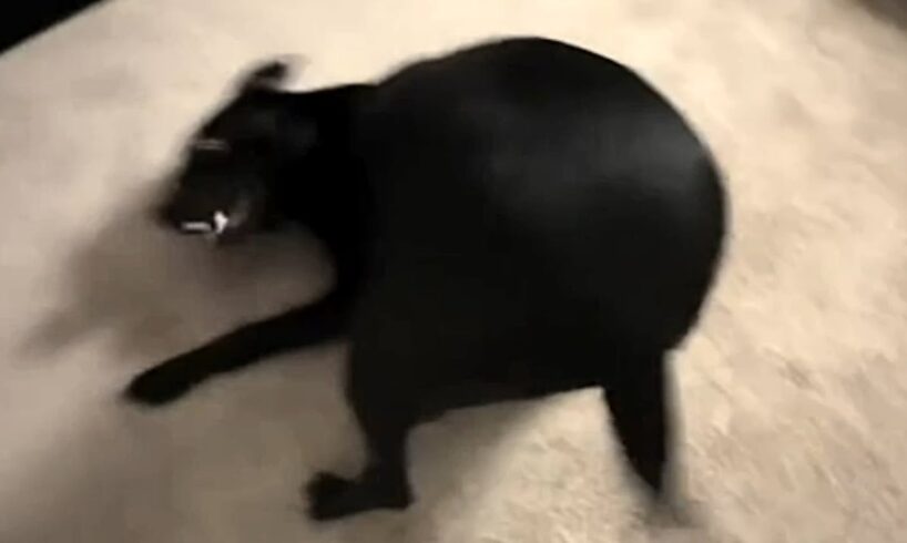 Rescue dog's unusual behavior stuns woman