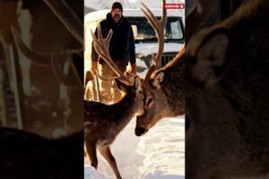 Rescuing A Fawn Trapped in Ice | A Silent Plea for Help #shortsfeed  #viralshorts #shorts