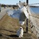 Rescuing a Snowy Owl Mother Trapped on a Barbed-Wire Fence – Her Chick Waiting for Her Below