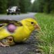 Rescuing an Injured Mother and Baby American Goldfinch by the Road – A Deeply Moving Moment