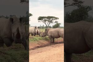 Rhino Battle Highlights #rhino #battle #animal #fight