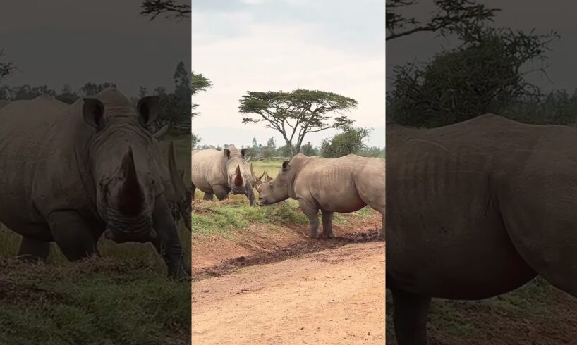 Rhino Battle Highlights #rhino #battle #animal #fight