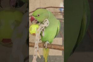 Ringneck parrot playing with ball toy #shorts #birds #animals #cute #birdfreaks #song