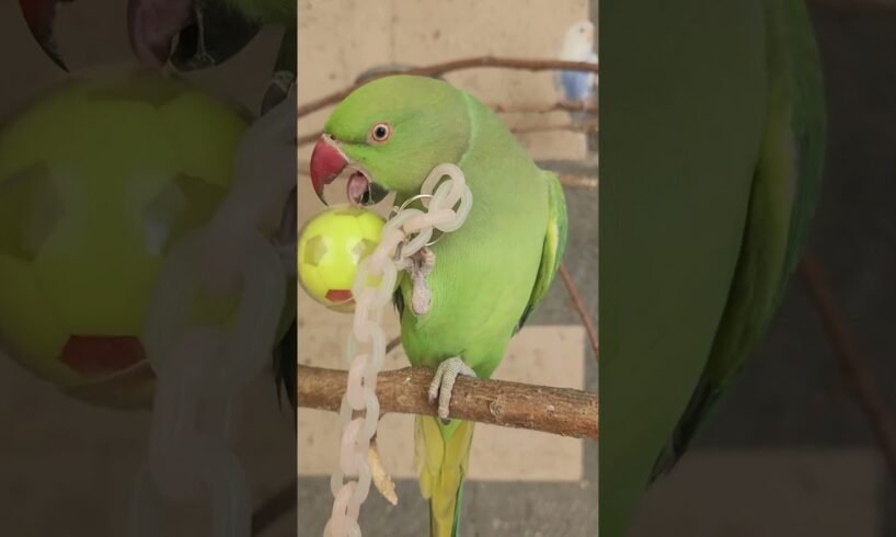 Ringneck parrot playing with ball toy #shorts #birds #animals #cute #birdfreaks #song