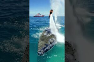 Saving a Whale Covered by Millions of Barnacles – A Life-Saving Mission