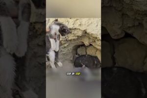 She Hid in a Street to Protect Her Kittens… Until Help Came 🐾❤️ #shorts #cat #rescue