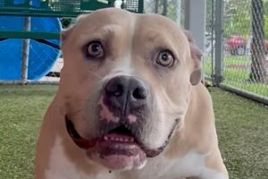 Shelter dog in very last row is so happy to have visitor