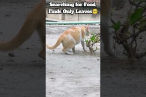 Should i adopt this cat? #cat #cats #pets #catlovers #sadcat