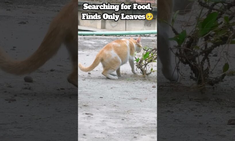 Should i adopt this cat? #cat #cats #pets #catlovers #sadcat