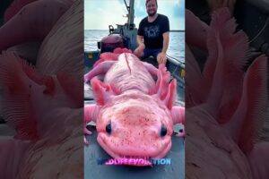 Small to Big Animal Transformation #animal #wildanimals #beforeandafter #viralvideo