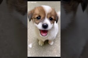 So Cute Puppies 🐶❤️Animals #puppylove #cutepuppies  #puppy