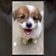So Cute Puppies 🐶❤️Animals #puppylove #cutepuppies  #puppy