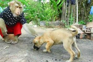 SokYaa Playing With Puppy Village Life Fun , Animals Lovers