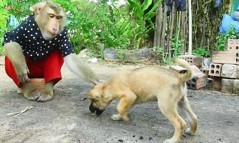 SokYaa Playing With Puppy Village Life Fun , Animals Lovers